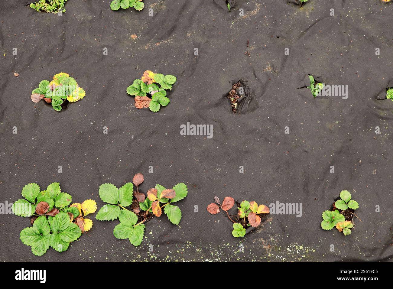 Vista dall'alto di file di piccoli cespugli di fragole verdi ricoperti di materiale inorganico durante la stagione fredda (regione di Pskov, Russia) Foto Stock