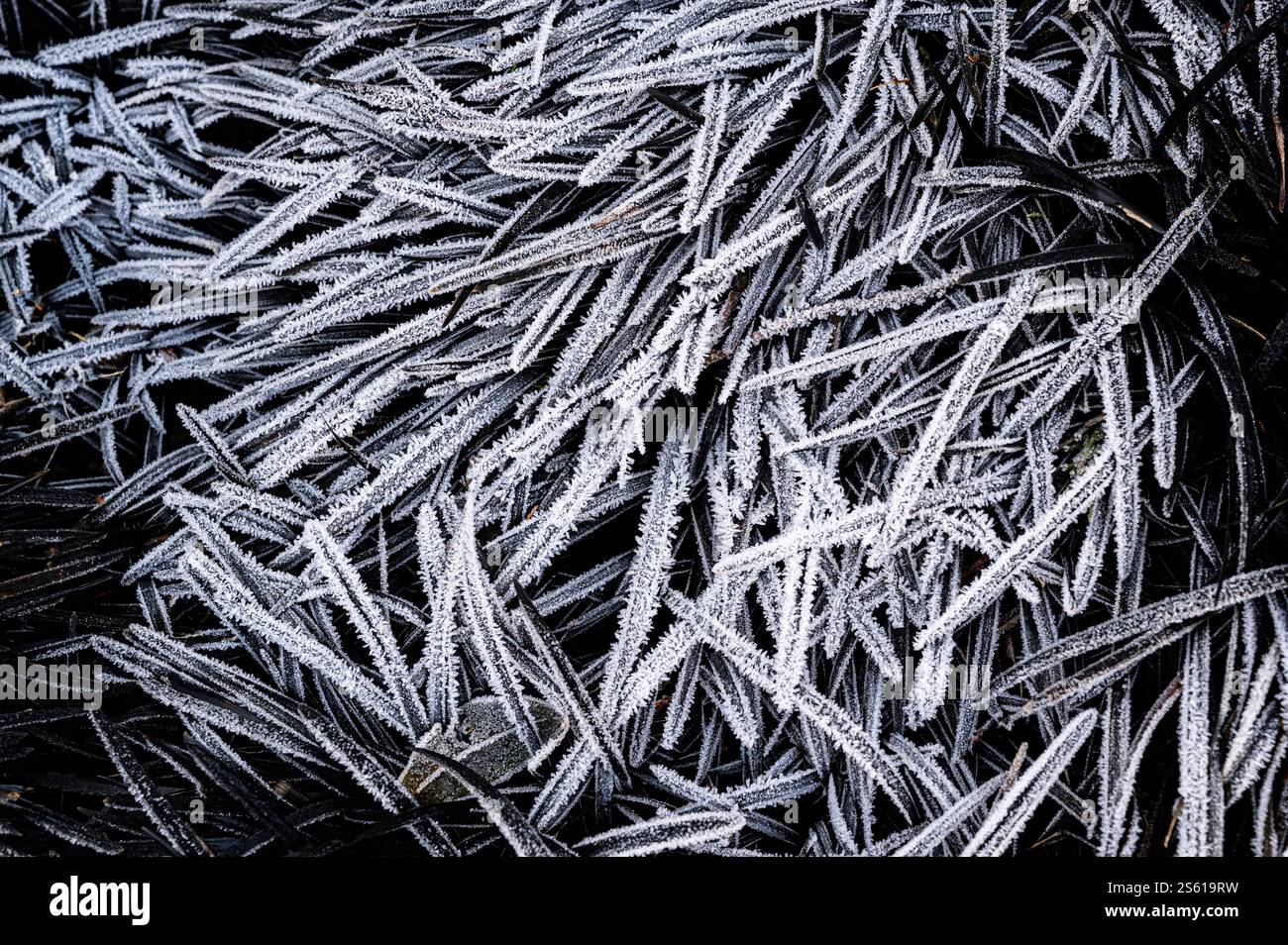 Ophiopogon, planiscapo, Nigrescens, lilyturf. Foglie nere a cinturino ricoperte da una brina bianca e pesante. Foto Stock