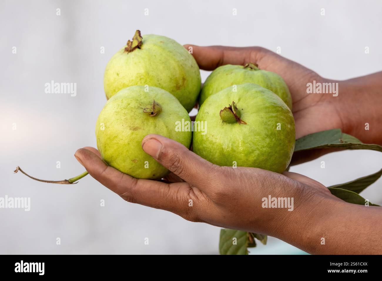 Primo piano della mano di una donna che tiene in mano alcune guava fresche e mature. Foto Stock