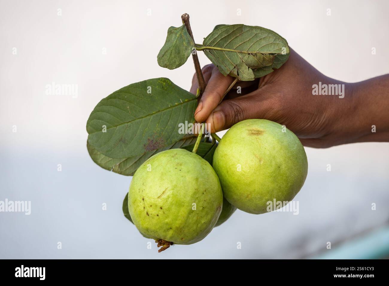 La mano di una donna che tiene tre guava mature, ancora sul fusto con le foglie. Foto Stock