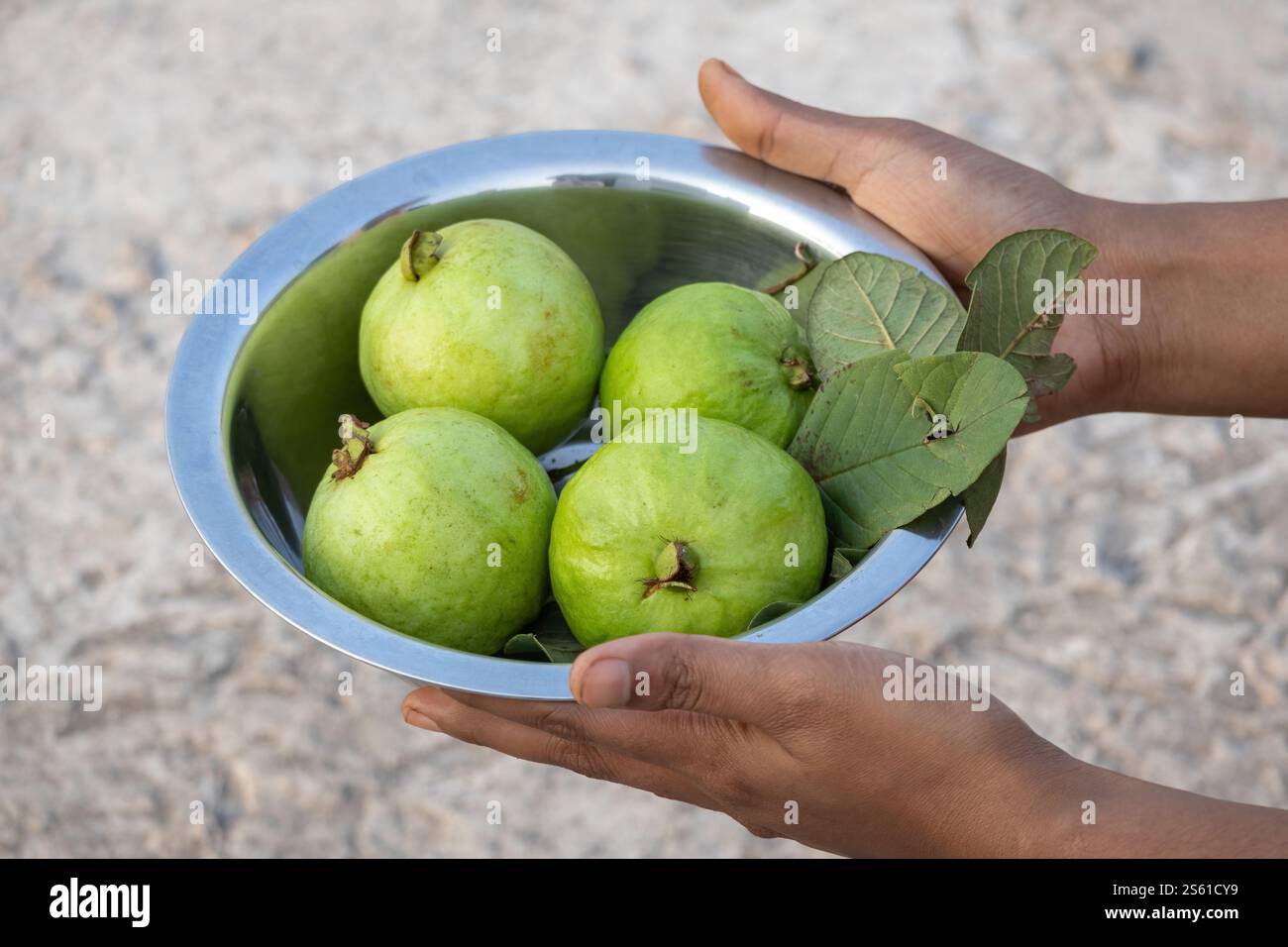 Una mano di donna che tiene in mano una ciotola d'acciaio piena di guava mature appena raccolte. Foto Stock