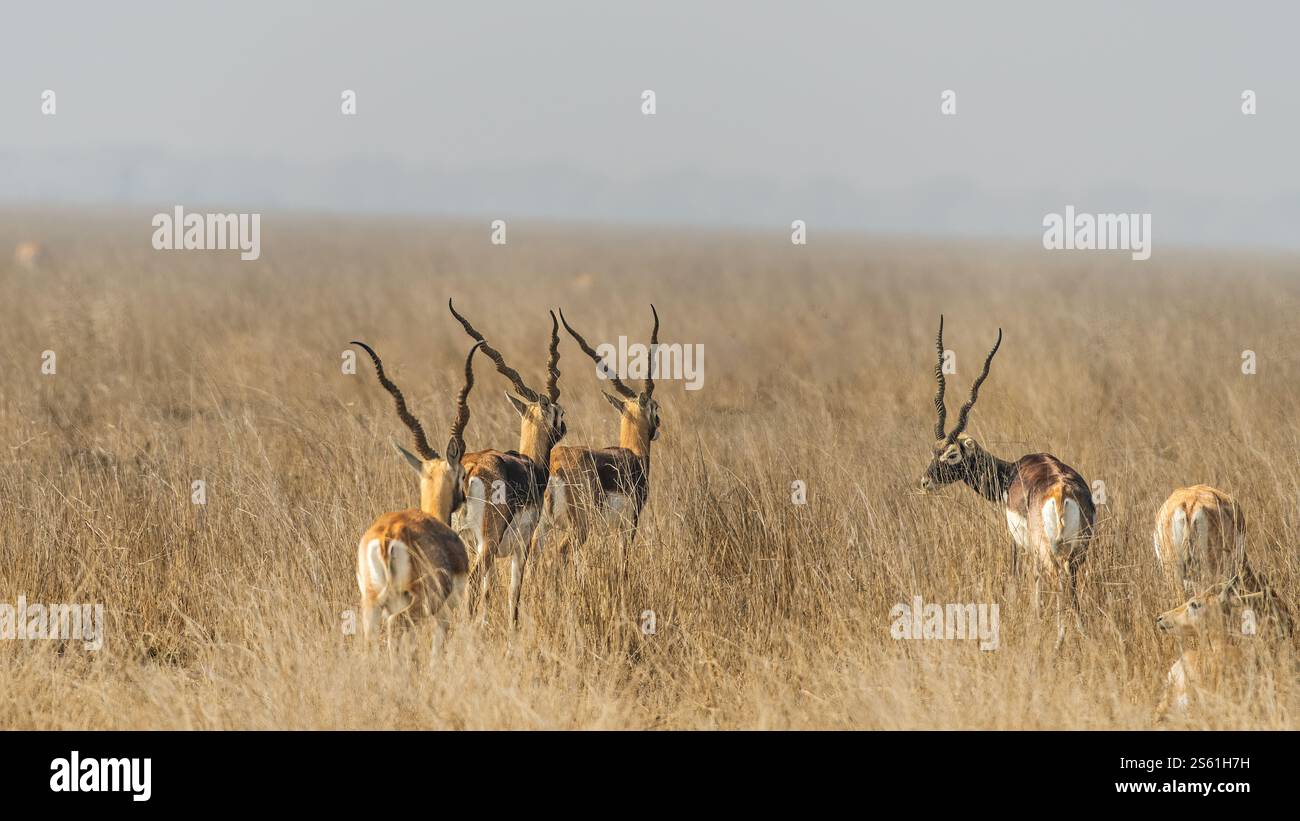 Il tal Chappar Wildlife Sanctuary nel Rajasthan è un paradiso per i blackbucks. Queste graziose antilopi sono note per il loro caratteristico rivestimento bianco e nero. Foto Stock