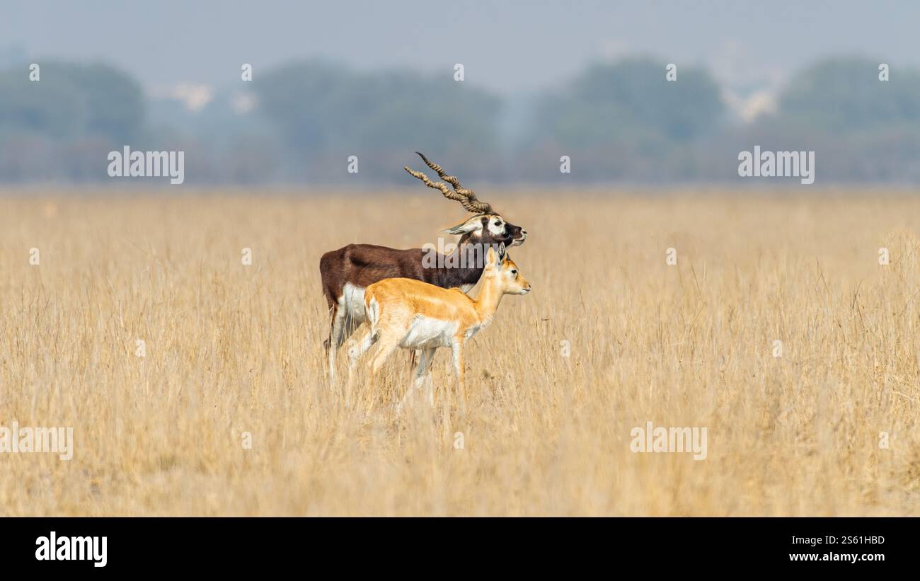 Il tal Chappar Wildlife Sanctuary nel Rajasthan è un paradiso per i blackbucks. Queste graziose antilopi sono note per il loro caratteristico rivestimento bianco e nero. Foto Stock