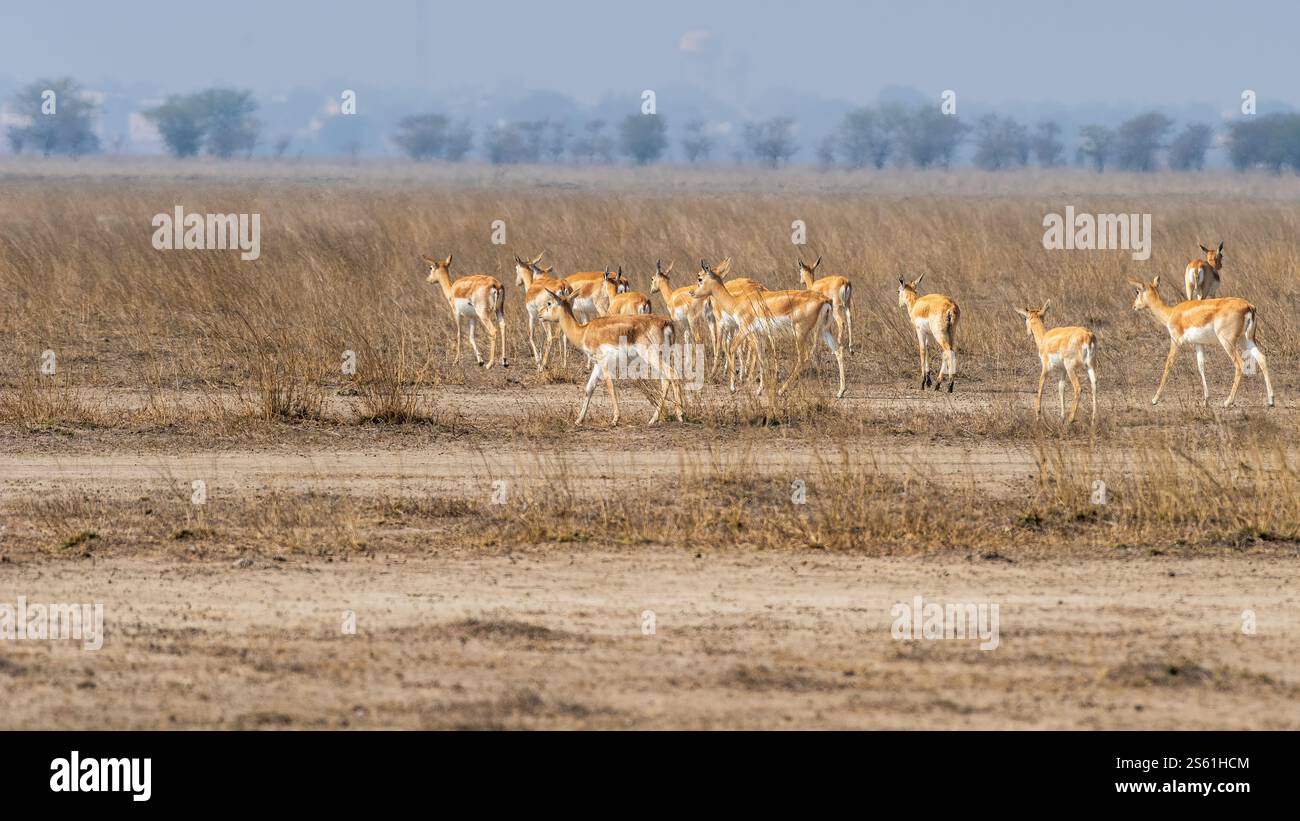 Il tal Chappar Wildlife Sanctuary nel Rajasthan è un paradiso per i blackbucks. Queste graziose antilopi sono note per il loro caratteristico rivestimento bianco e nero. Foto Stock