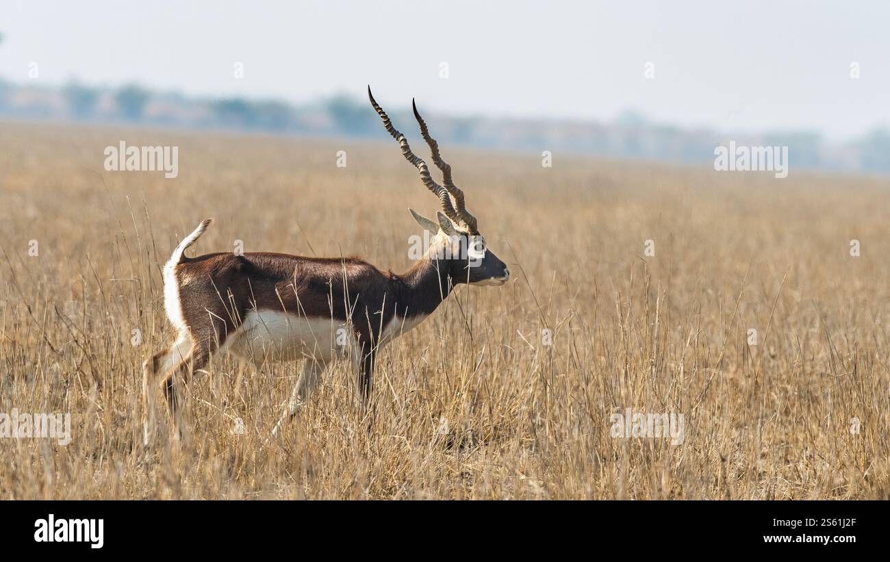 Il tal Chappar Wildlife Sanctuary nel Rajasthan è un paradiso per i blackbucks. Queste graziose antilopi sono note per il loro caratteristico rivestimento bianco e nero. Foto Stock