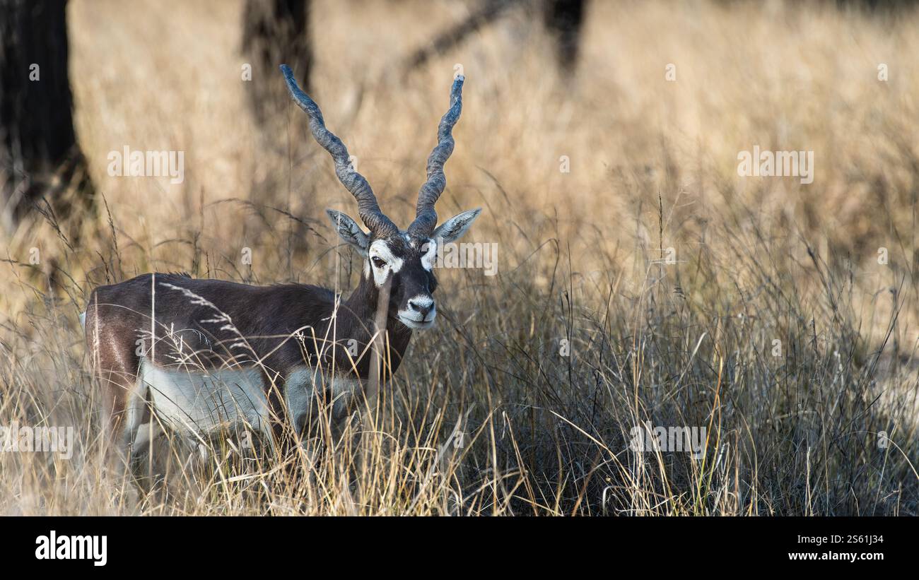 Il tal Chappar Wildlife Sanctuary nel Rajasthan è un paradiso per i blackbucks. Queste graziose antilopi sono note per il loro caratteristico rivestimento bianco e nero. Foto Stock