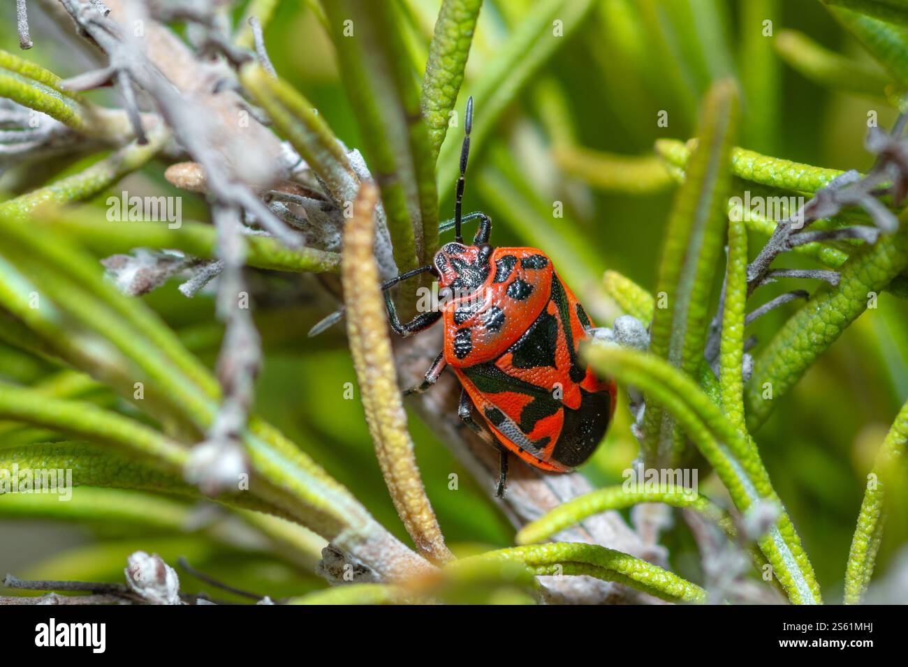 Red Cabbage Bug, Eurydema Ornata Foto Stock