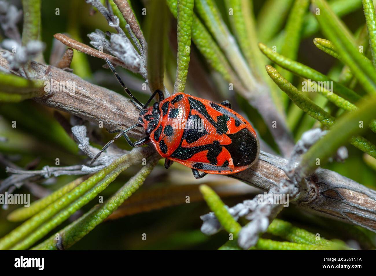 Red Cabbage Bug, Eurydema Ornata Foto Stock