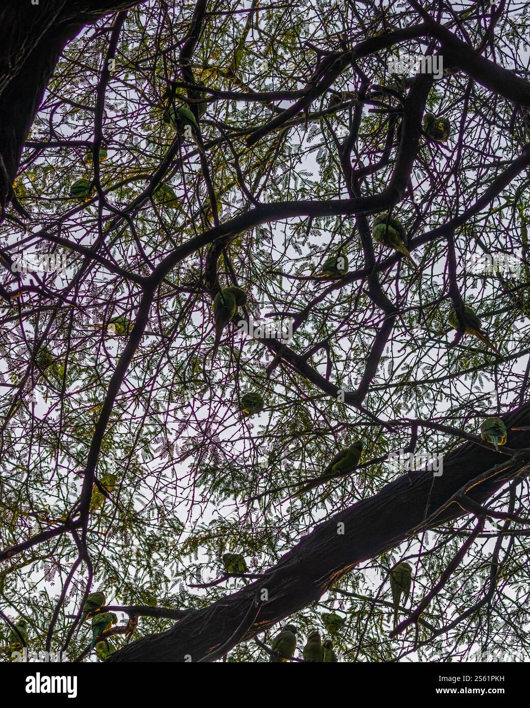 Un pappagallo poggiato su un albero Foto Stock