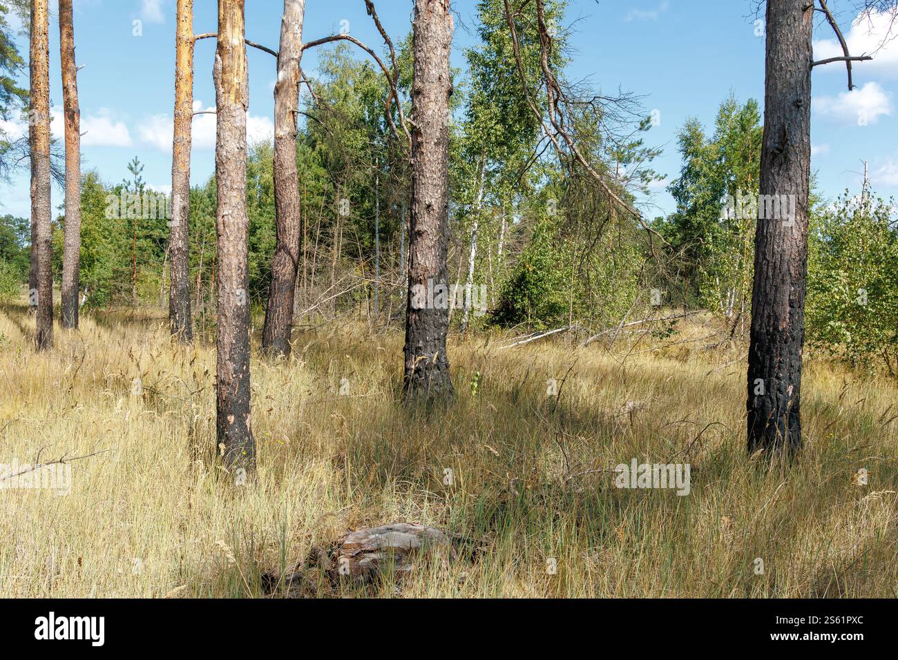 Tronchi di pino bruciato in un paesaggio di foreste erbose asciutte. Concetto di restauro della natura e dell'ambiente Foto Stock