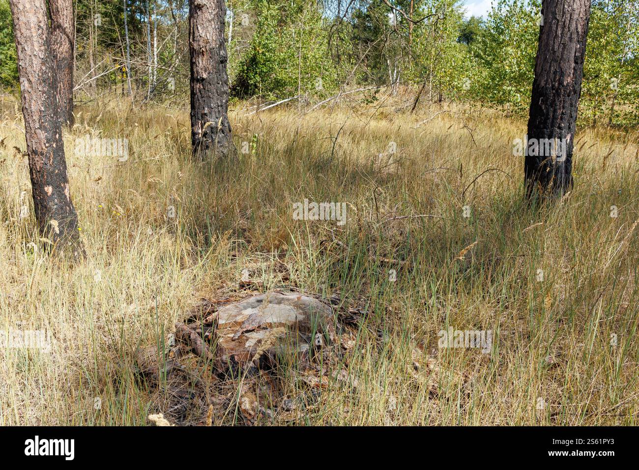 Tronchi di alberi bruciati e ceppi in una foresta erbosa asciutta con foglie verdi. Foto in primo piano della natura. Concetto di restauro della natura e dell'ambiente Foto Stock