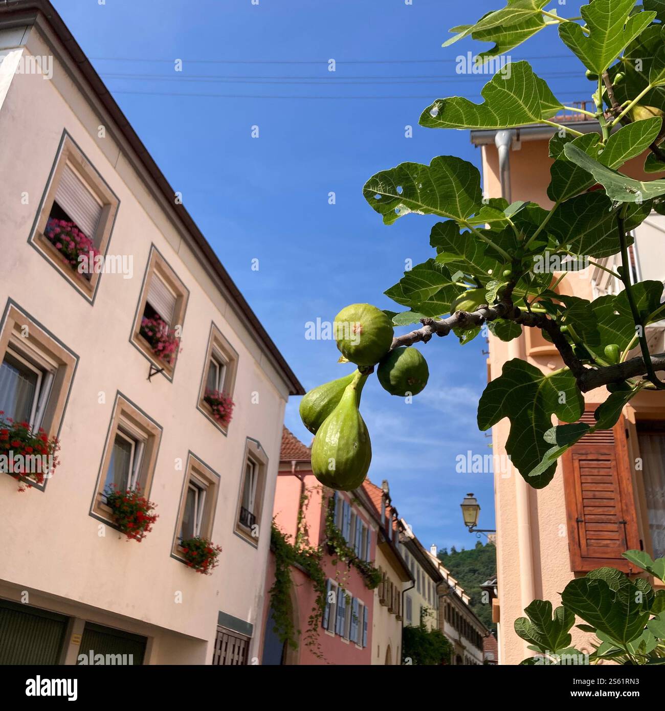I fichi maturi sono appesi su un ramo tra foglie lussureggianti, a complemento degli edifici urbani e del cielo blu in questa pittoresca scena estiva nel sud della Germania Foto Stock