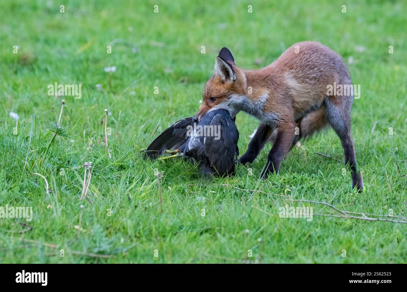Una volpe giovanile (Vulpes vulpes) con un premio di un Moorhen. (Gallinula chloropus) Un grande uccello per un cucciolo di volpe. Suffolk, Regno Unito Foto Stock