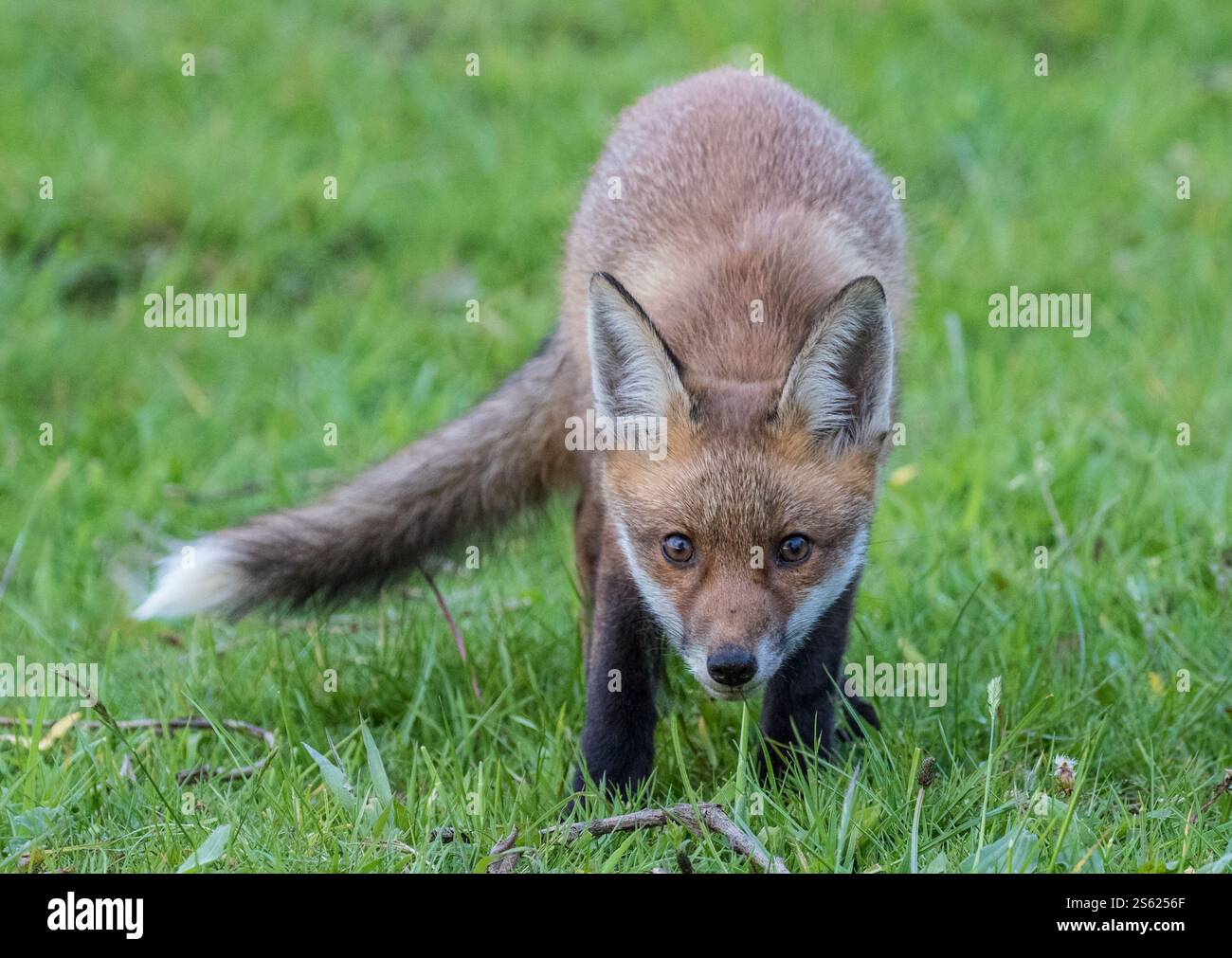 Una giovane e coraggiosa volpe rurale (Vulpes vulpes) che si avvicina molto alla telecamera in un prato erboso. Suffolk, Regno Unito Foto Stock