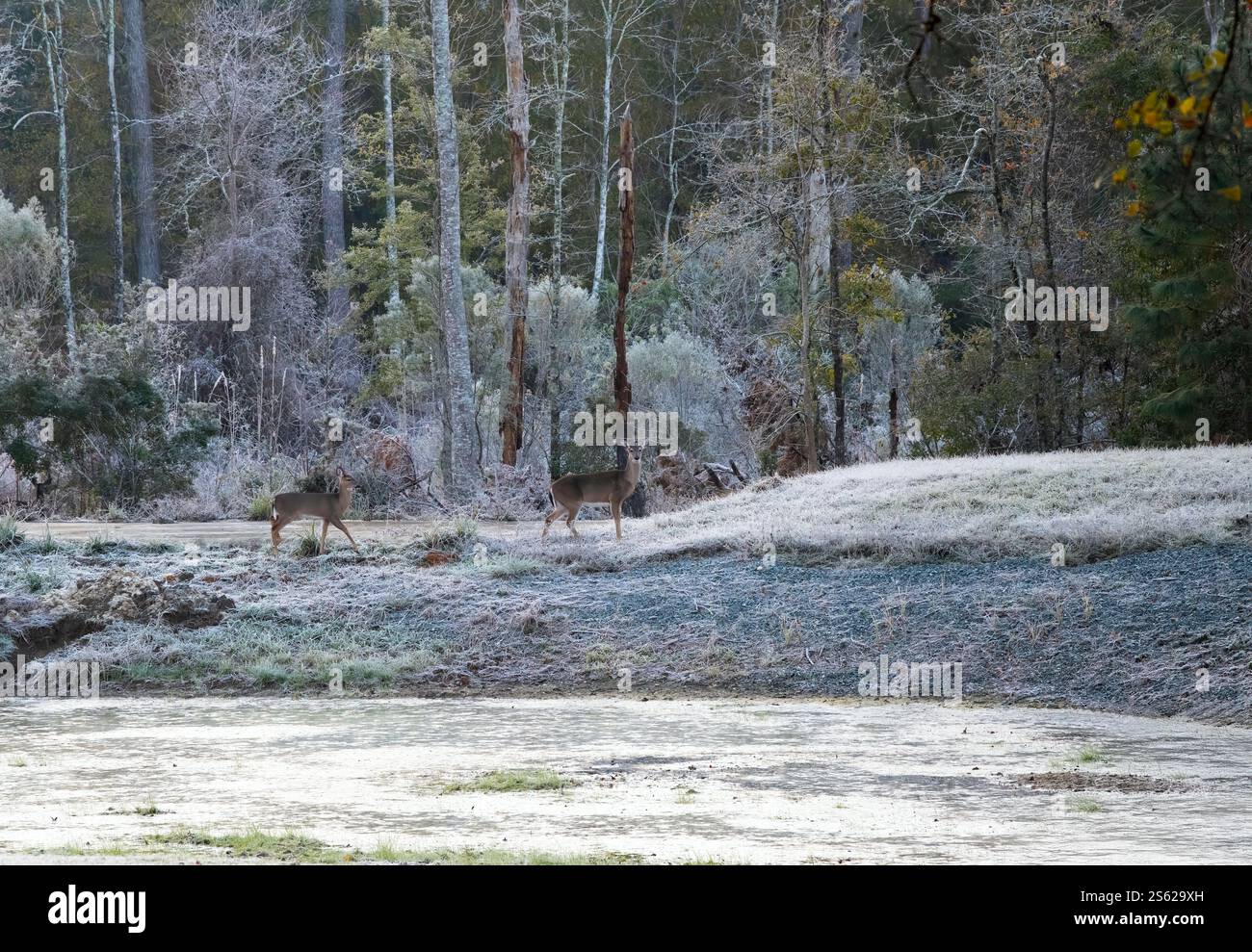 Gelo mattutino sul paesaggio e sui cervi a Tallahassee, Florida Foto Stock