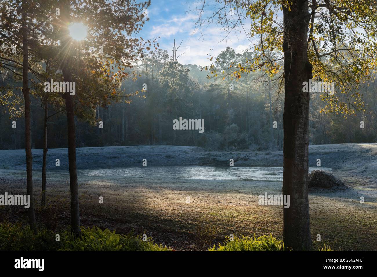 Gelo mattutino sul paesaggio e bagliore del sole a Tallahassee, Florida Foto Stock