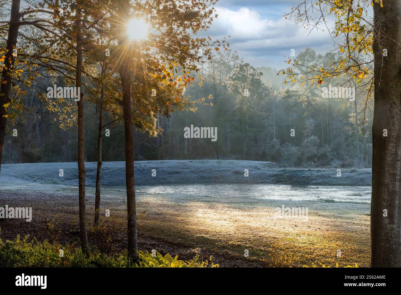 Gelo mattutino sul paesaggio e bagliore del sole a Tallahassee, Florida Foto Stock