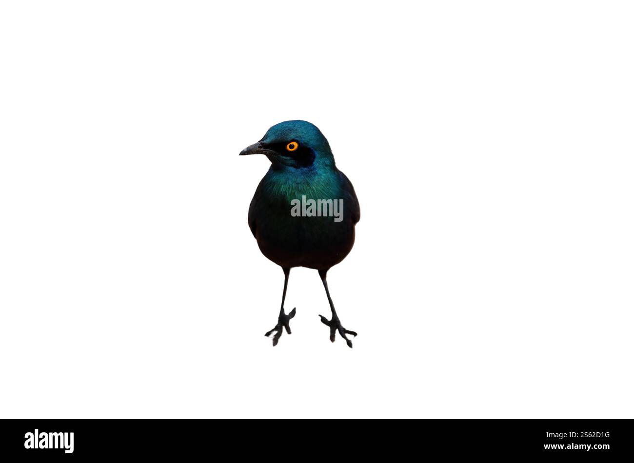 Cape Glossy starling isolato su savana bianca sudafricana Foto Stock