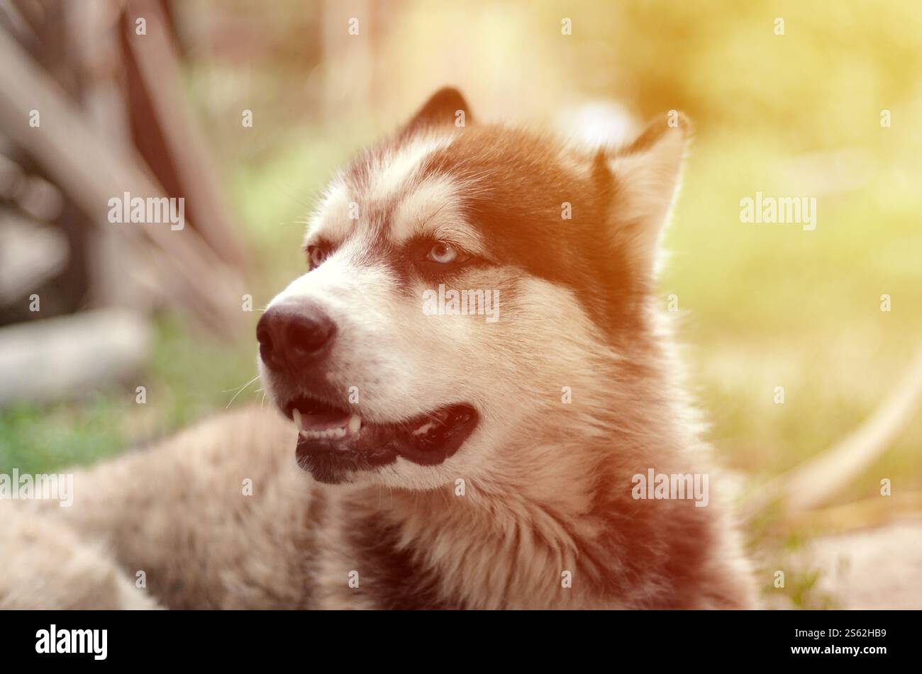 Alaskan Malamute con gli occhi blu. Il Malamute artico è un cane di dimensioni abbastanza grandi, progettato per lavorare nell'imbracatura, uno dei più antichi Foto Stock