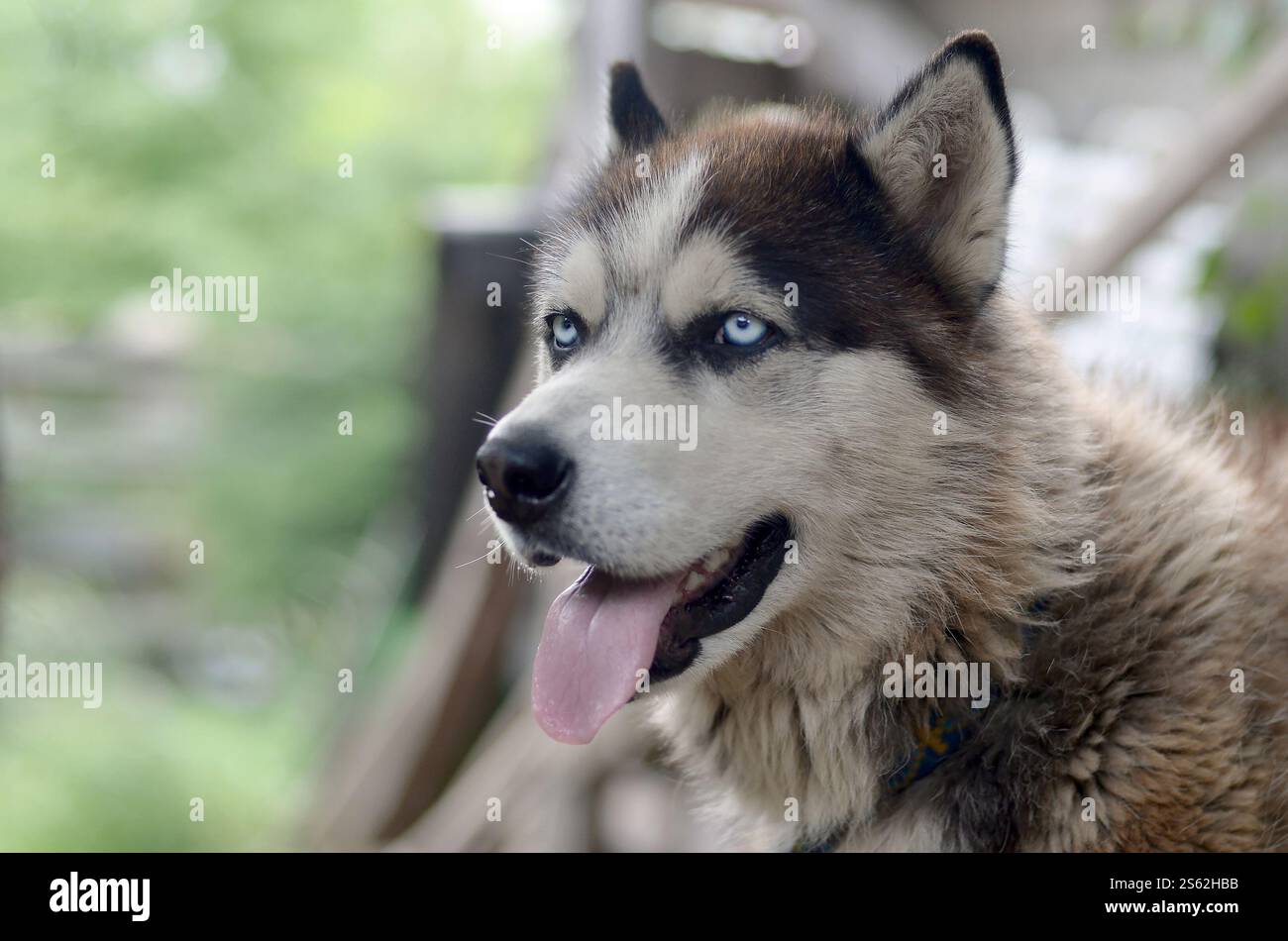 Alaskan Malamute con gli occhi blu. Il Malamute artico è un cane di dimensioni abbastanza grandi, progettato per lavorare nell'imbracatura, uno dei più antichi Foto Stock