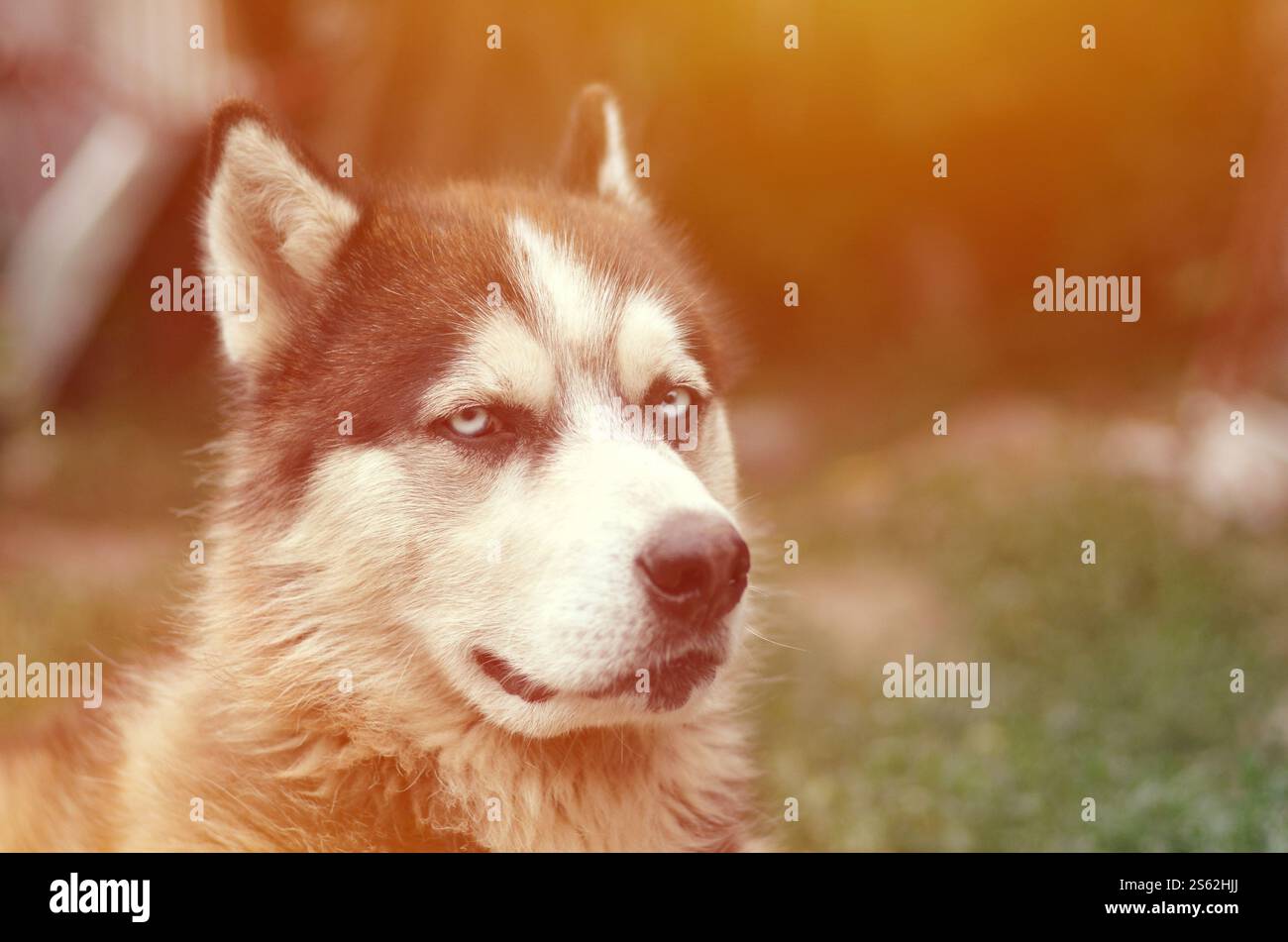 Alaskan Malamute con gli occhi blu. Il Malamute artico è un cane di dimensioni abbastanza grandi, progettato per lavorare nell'imbracatura, uno dei più antichi Foto Stock