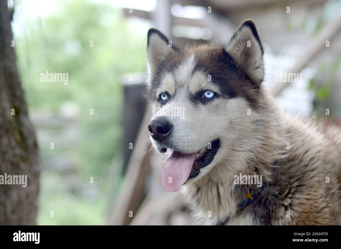Alaskan Malamute con gli occhi blu. Il Malamute artico è un cane di dimensioni abbastanza grandi, progettato per lavorare nell'imbracatura, uno dei più antichi Foto Stock