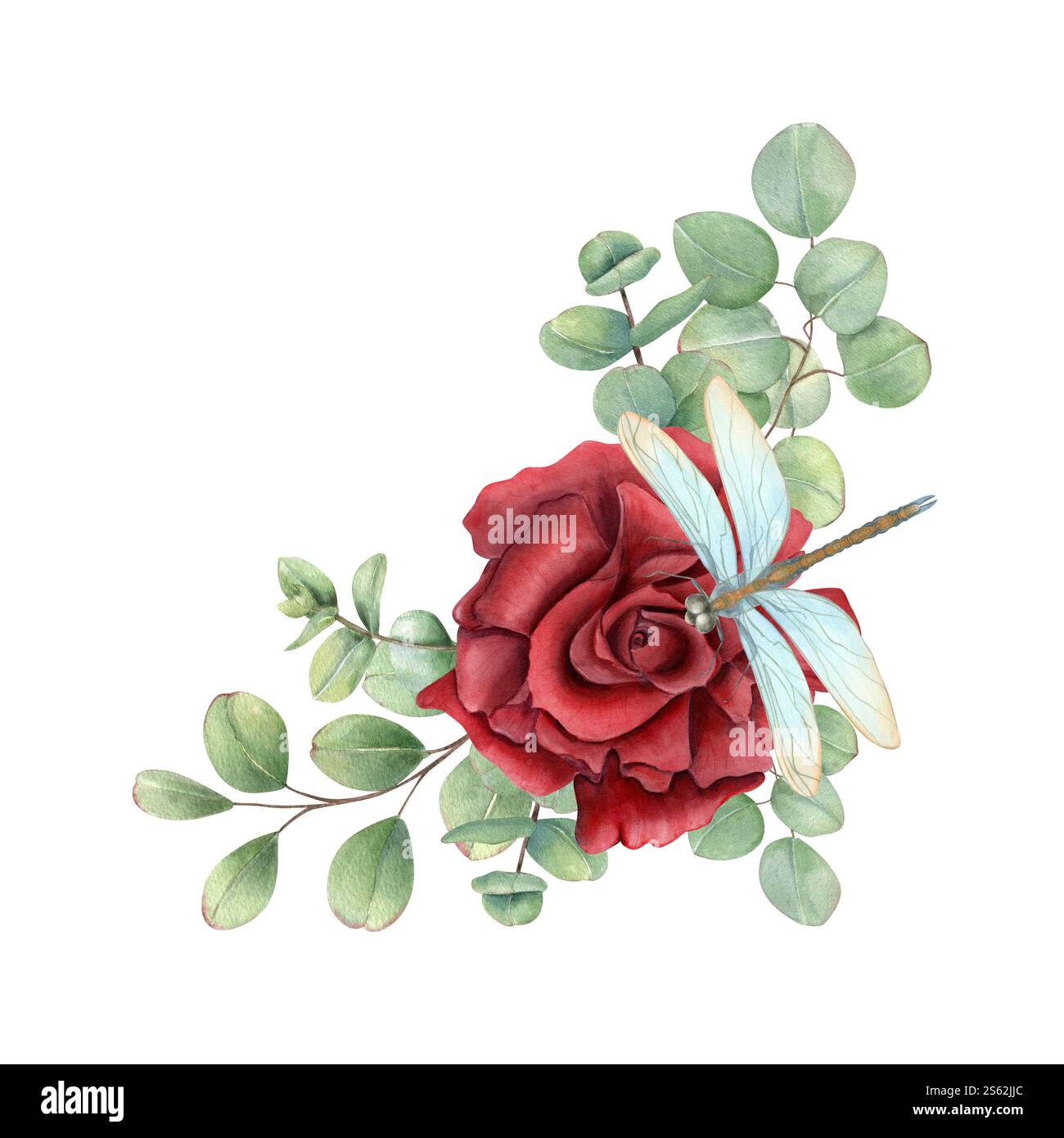 Fiore di rosa rubino scuro con rami di eucalipto e bordo seduto di acquerello damselfly. Fiore singolo con illustrazione di insetti demoiselle Foto Stock