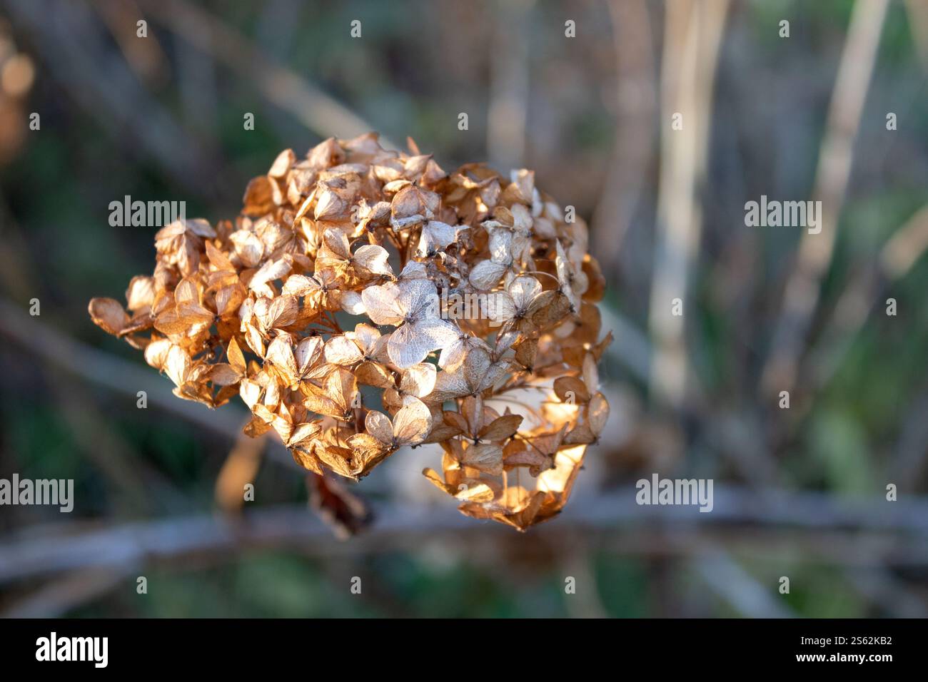 Fondo di fiori secchi autunnali, ortensie lisce asciutte nel giardino autunnale, sfondo sfocato Foto Stock