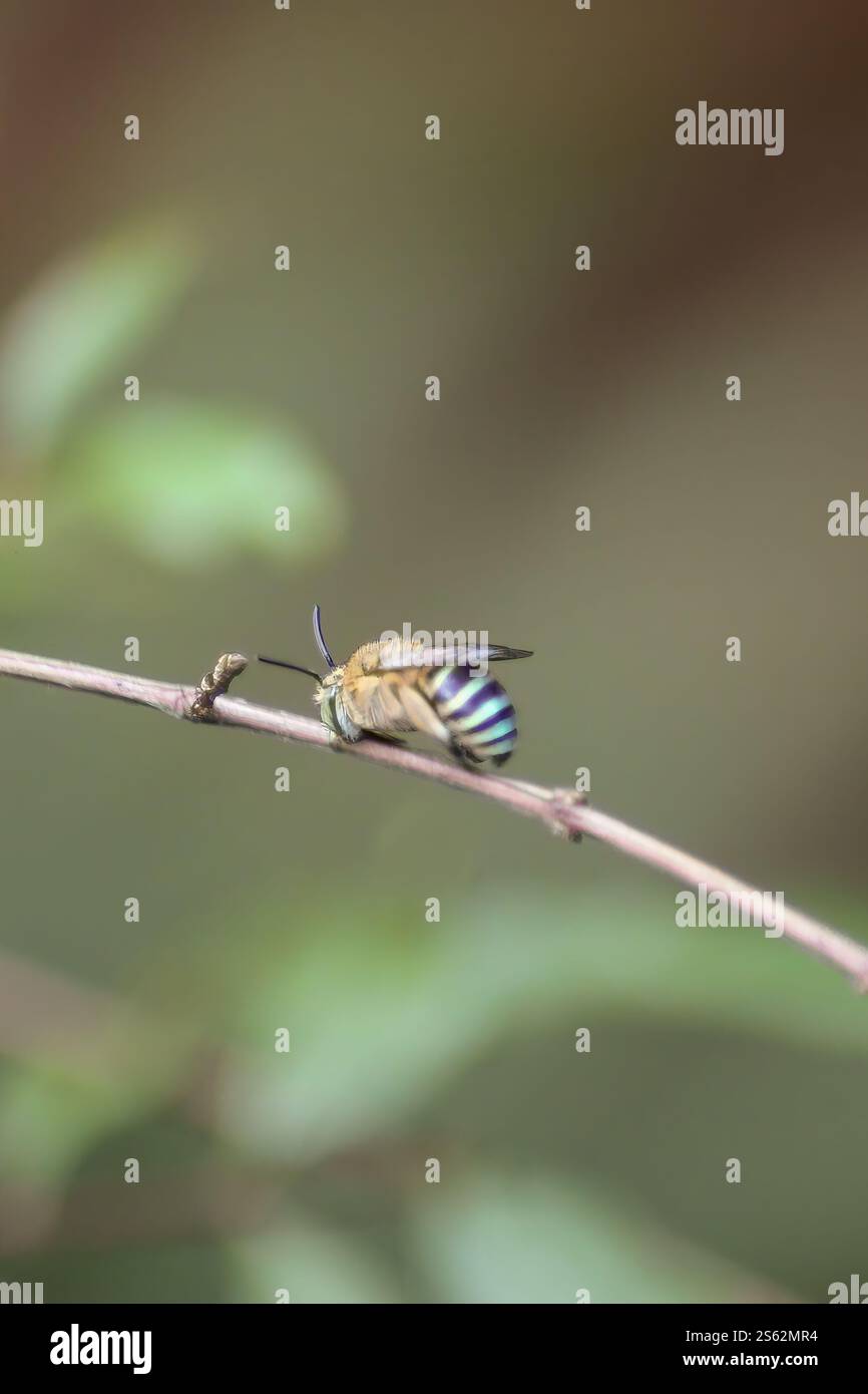 Un'ape dalla banda blu si aggancia a un ramoscello mentre dormi, mostrando le sue vivaci strisce blu, le delicate antenne e i peli sottili in un'incredibile foto macro Foto Stock