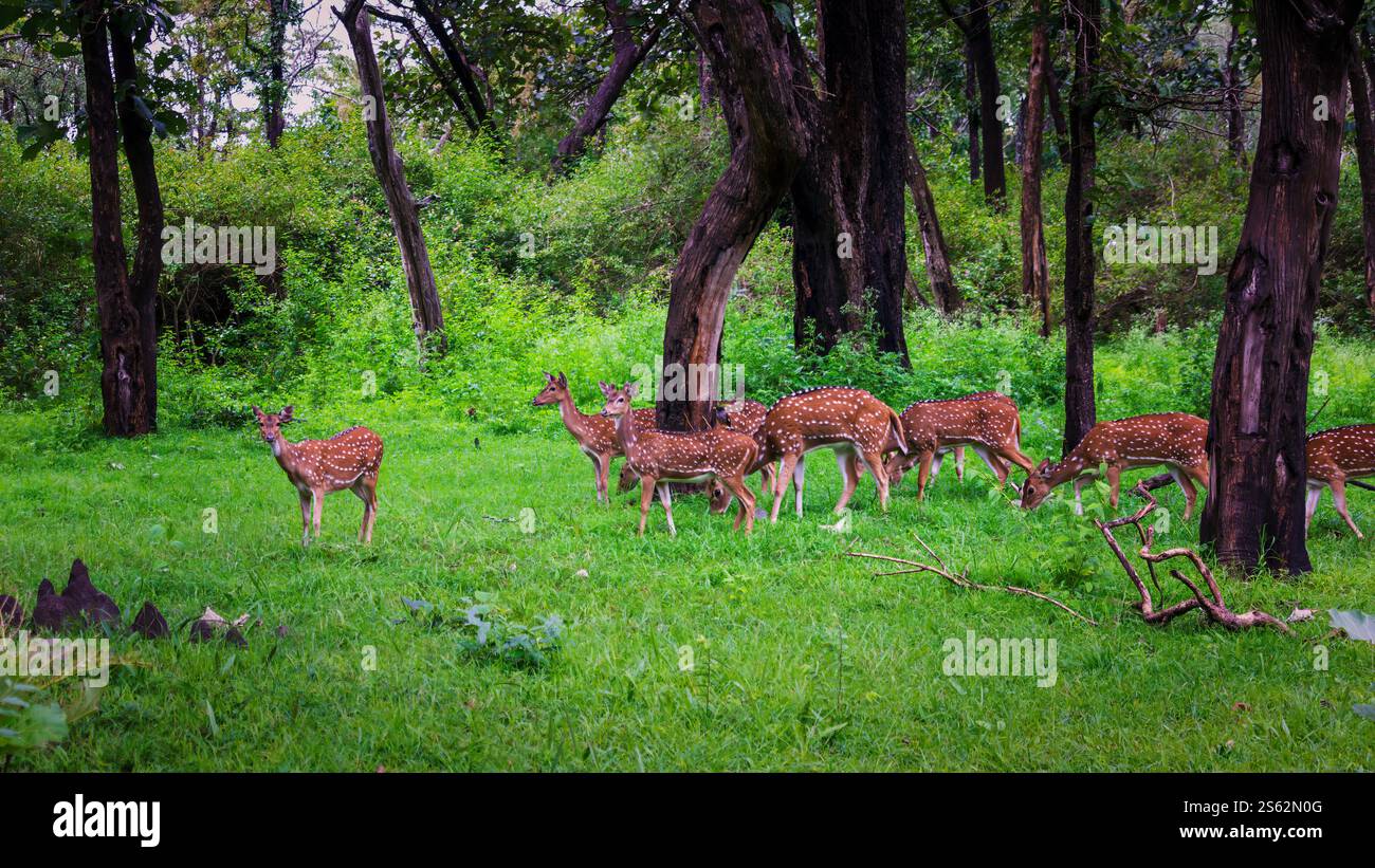 Il cervo fu avvistato in una foresta vicino a masinakudi, Tamil Nadu, India. Foto Stock