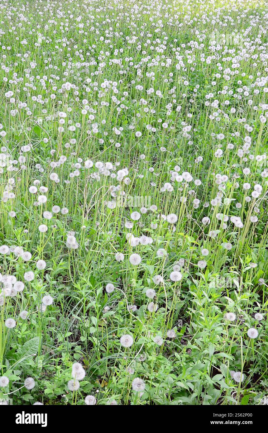 I morbidi leoni bianchi fioriscono in natura, sfondo naturale. Molti fiori nel prato verde da vicino. Messa a fuoco selettiva. Fiori di leoni bianchi soffici Foto Stock