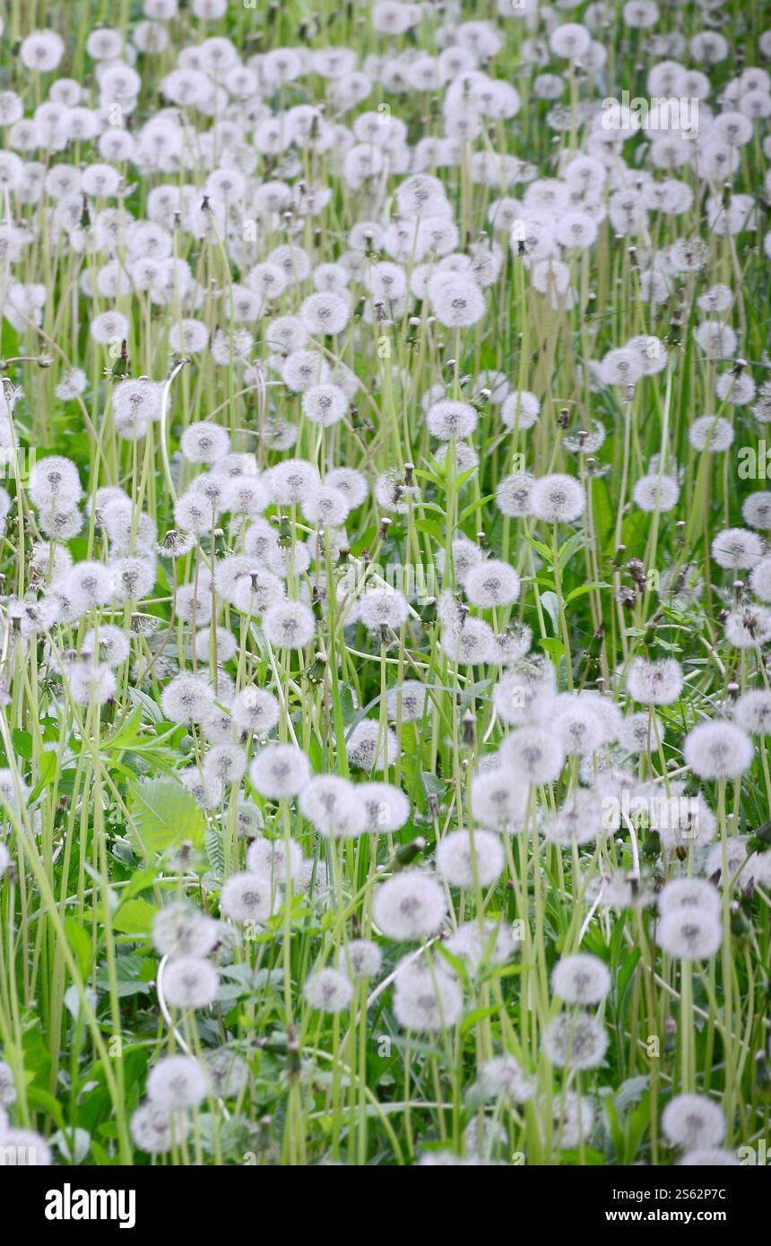 I morbidi leoni bianchi fioriscono in natura, sfondo naturale. Molti fiori nel prato verde da vicino. Messa a fuoco selettiva. Fiori di leoni bianchi soffici Foto Stock