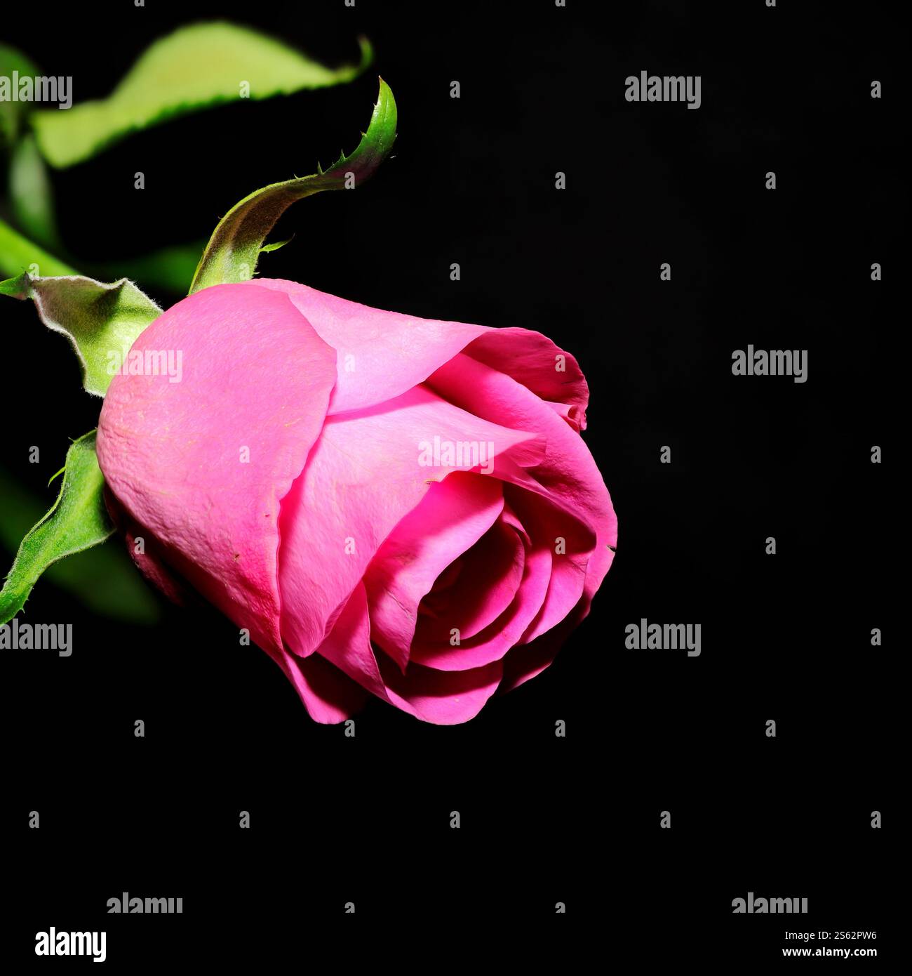 Primo piano: Natura morta di una rosa scura su uno stelo con foglie. Fiore tagliato, sfondo nero, cornice quadrata. Foto Stock