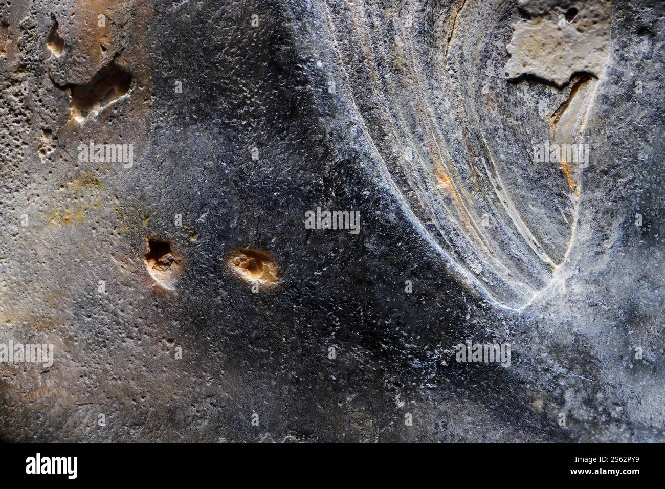 Macro primo piano della superficie di un guscio marino: Nero, grigio, arancione e marrone con un motivo astratto. Sfondo. Foto Stock