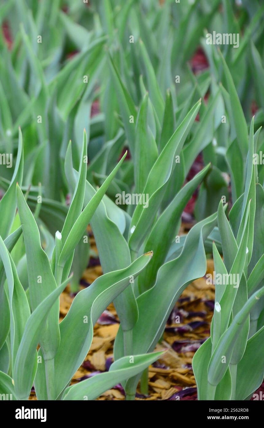 Molti gambi verdi di tulipani rossi crescono in un'aiuola da vicino. Molti gambi verdi di tulipani rossi crescono in un'aiuola Foto Stock