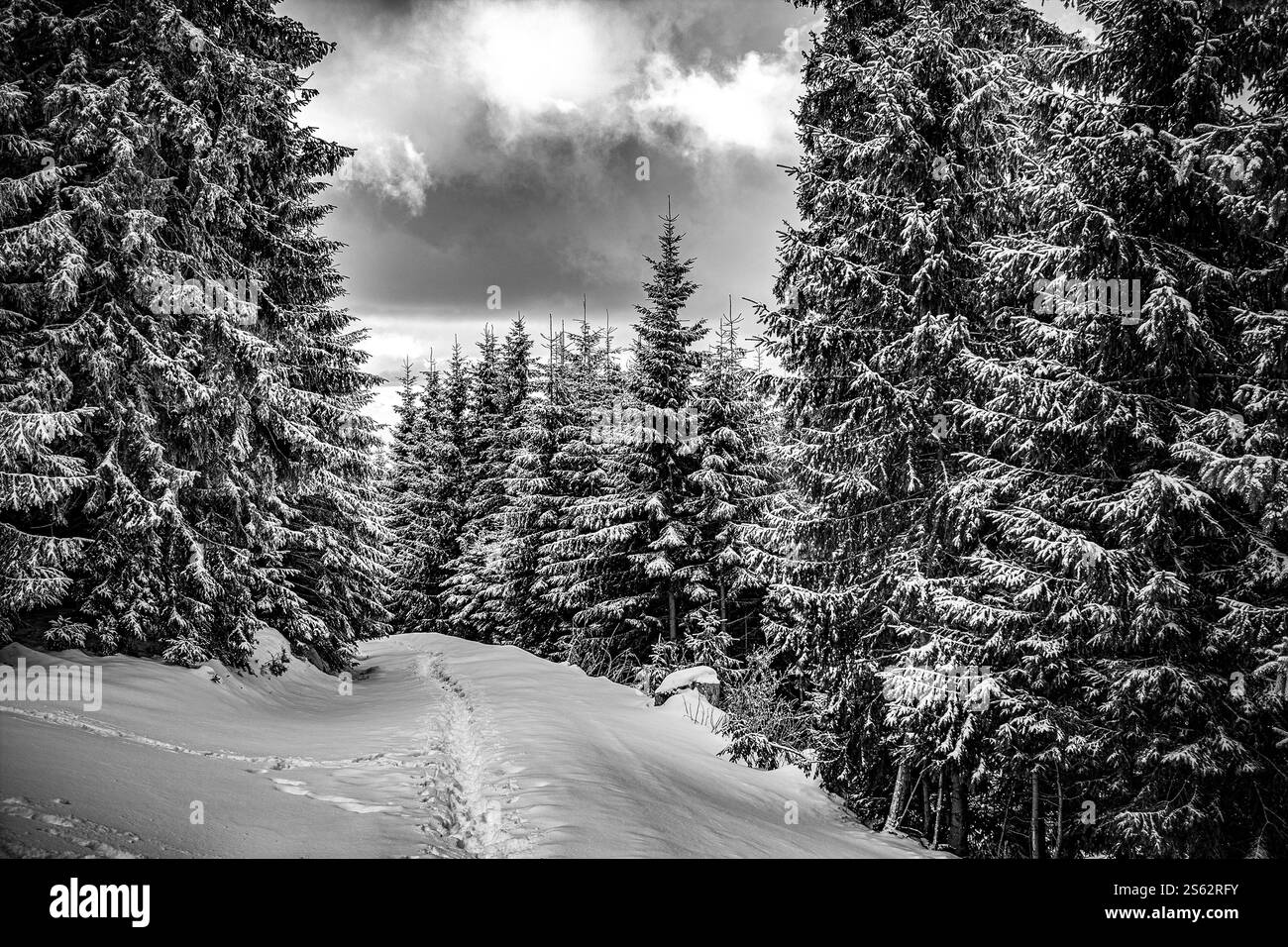alberi coperti di hoarfrost la mattina presto di inverno Foto Stock