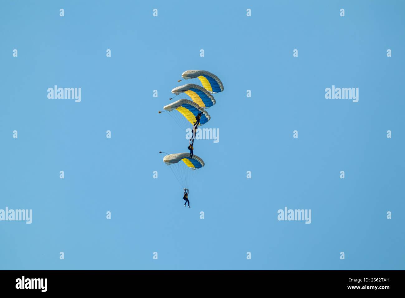 Quattro paracadutisti con paracadute giallo-blu che eseguono una straordinaria routine sincronizzata nel cielo blu Foto Stock