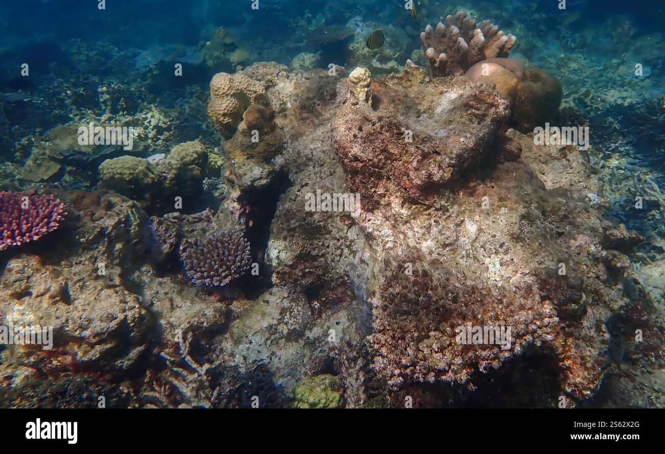 Vivace barriera corallina con coralli vivi e morti, circondata da pesci della barriera corallina a Bawean Island, Giava orientale, Indonesia Foto Stock