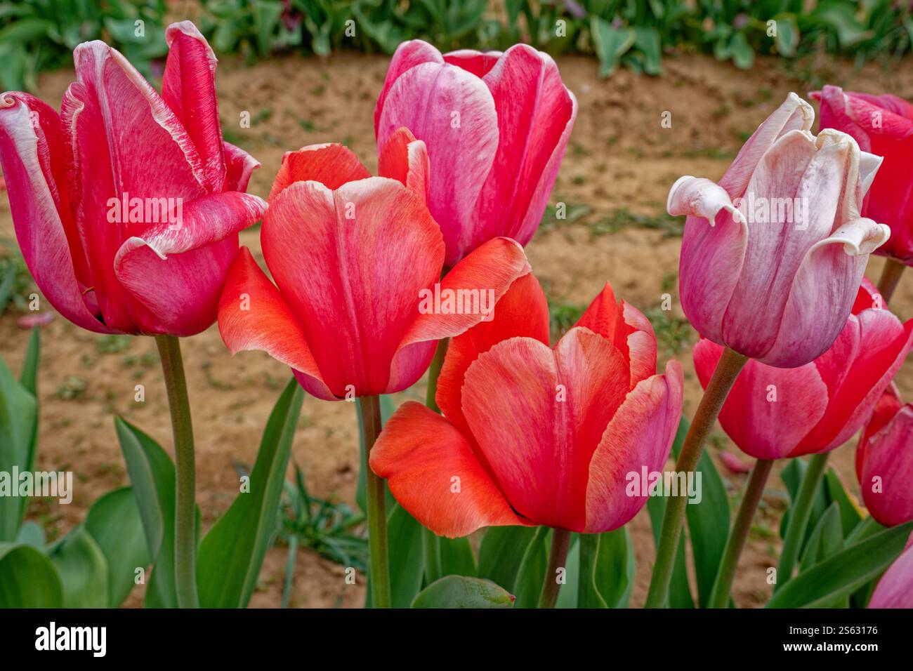 Tulipani rossi e rosa magenta multicolore quasi rifiniti con fogliame in una fila di fiori in una vista ravvicinata del campo agricolo all'inizio della primavera Foto Stock