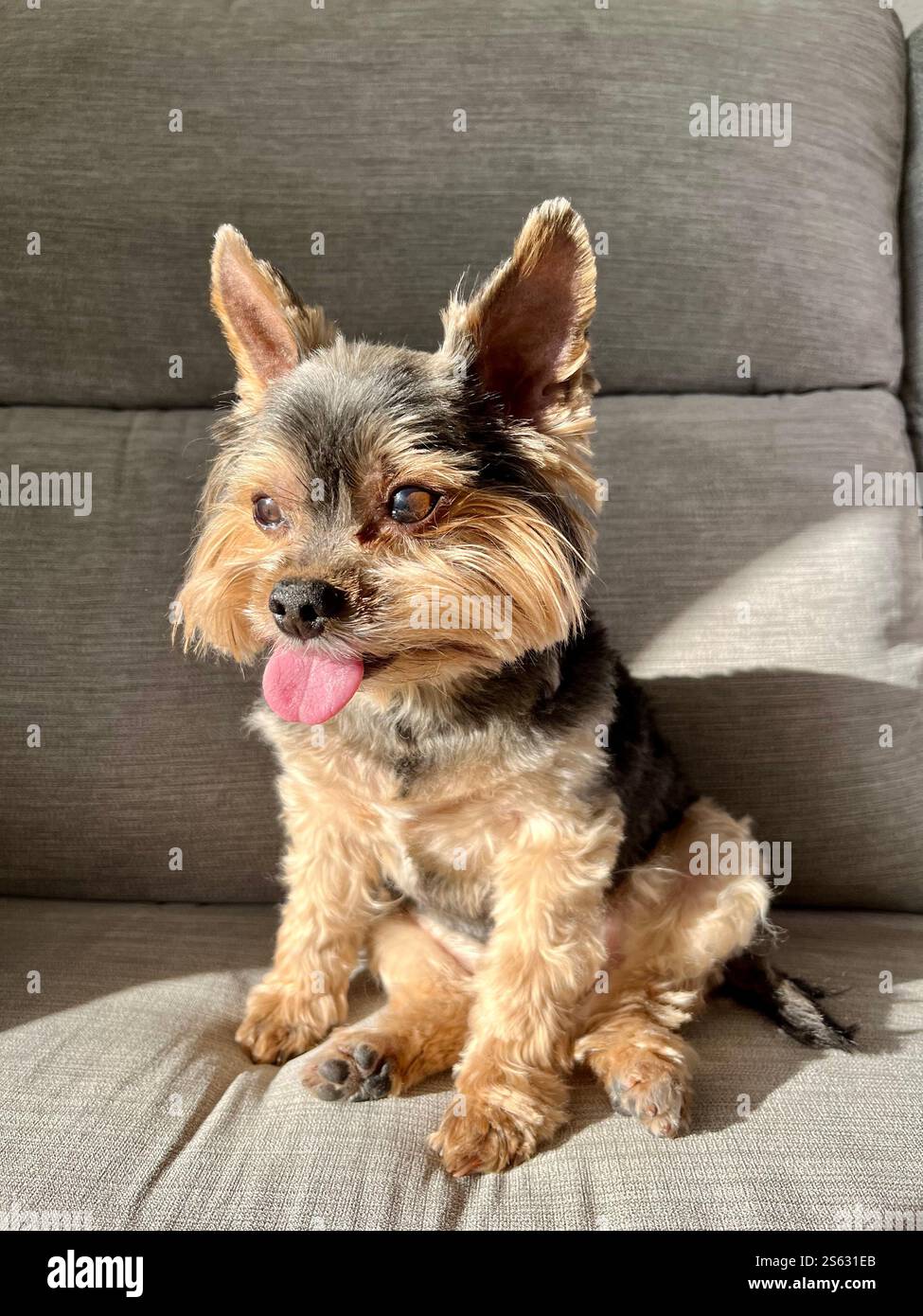Un po' divertente Yorkshire Terrier seduto su un divano Foto Stock