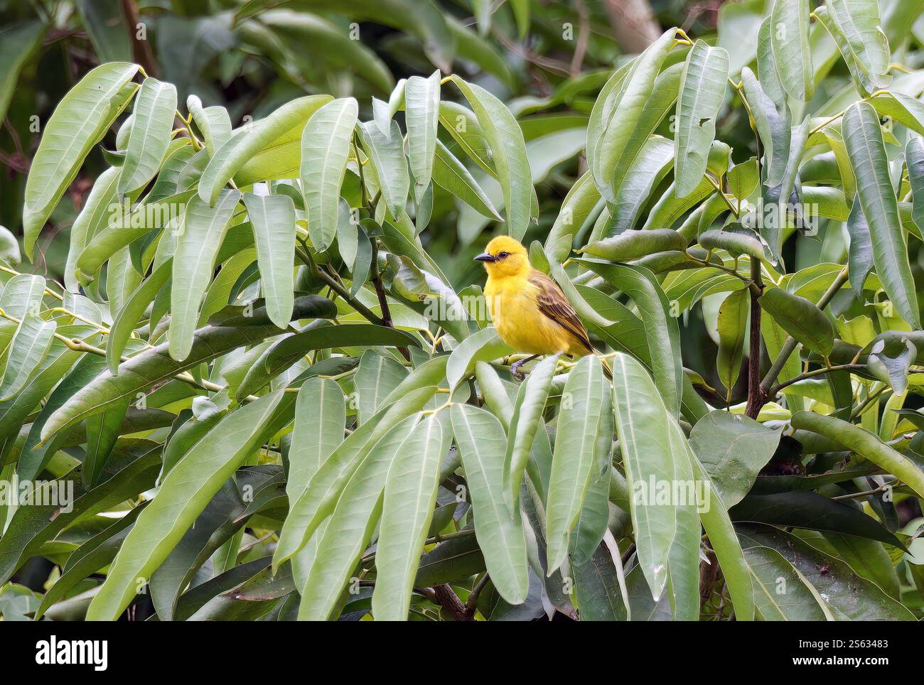 tessitore a becco sottile, Mönchsweber, Tisserin de Pelzeln, Ploceus pelzelni, vékonycsőrű szövőmadár, Entebbe, Uganda, Africa orientale Foto Stock