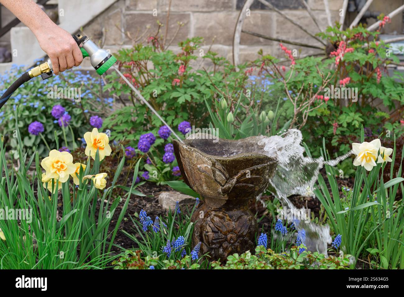 Donna che lava il bagno degli uccelli in un giardino con un tubo Foto Stock