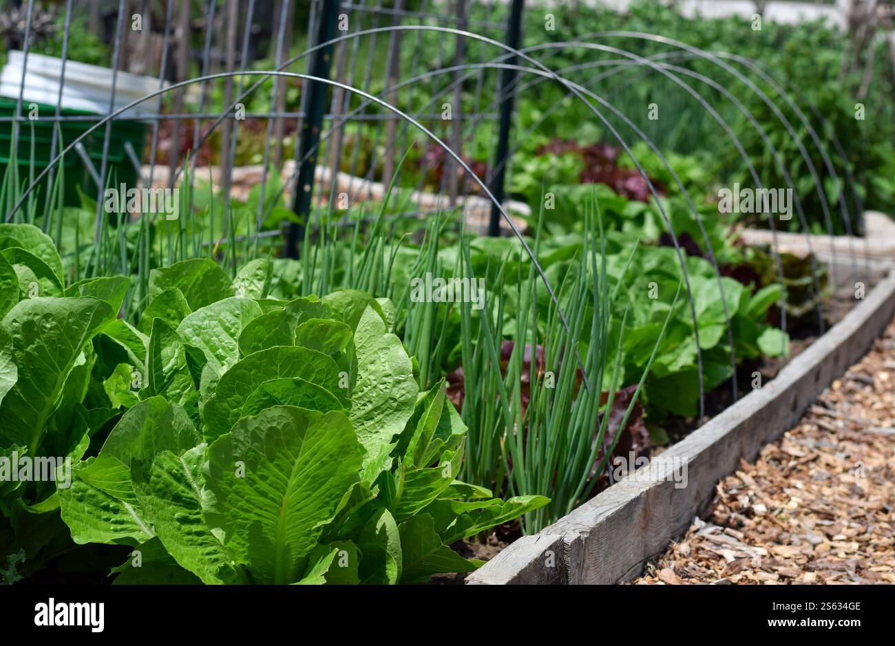 Verdure che crescono in letti rialzati in un giardino Foto Stock