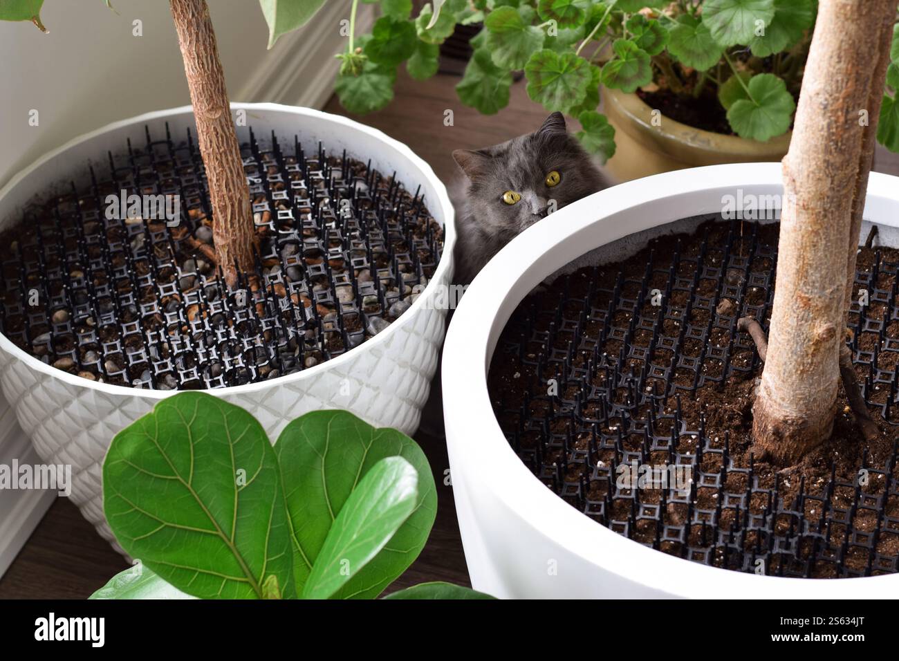 Gatto carino seduto accanto a vasi di piante d'appartamento con terreno ricoperto di punte repellenti per gatti Foto Stock