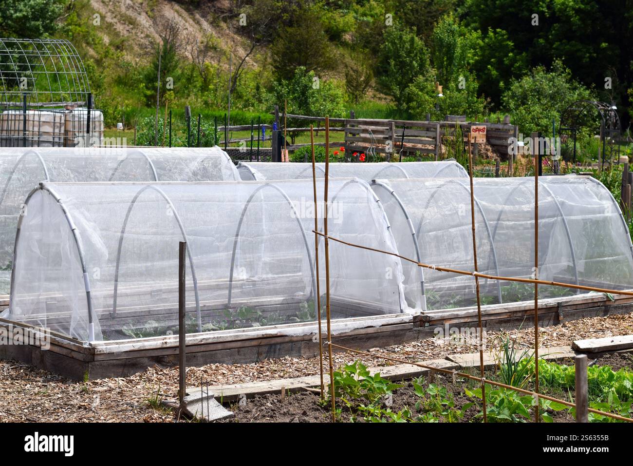 Piante vegetali coperte da tunnel di rete di protezione, coperture galleggianti, in un giardino comunitario Foto Stock