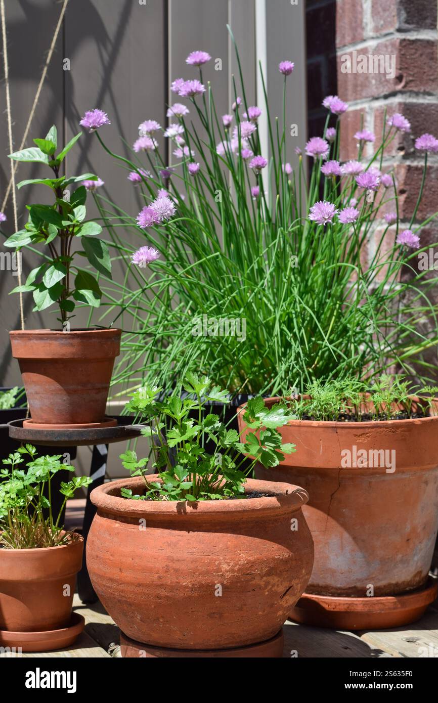 Gruppo di pentole di terracotta con erbe aromatiche su un balcone in una soleggiata giornata estiva Foto Stock