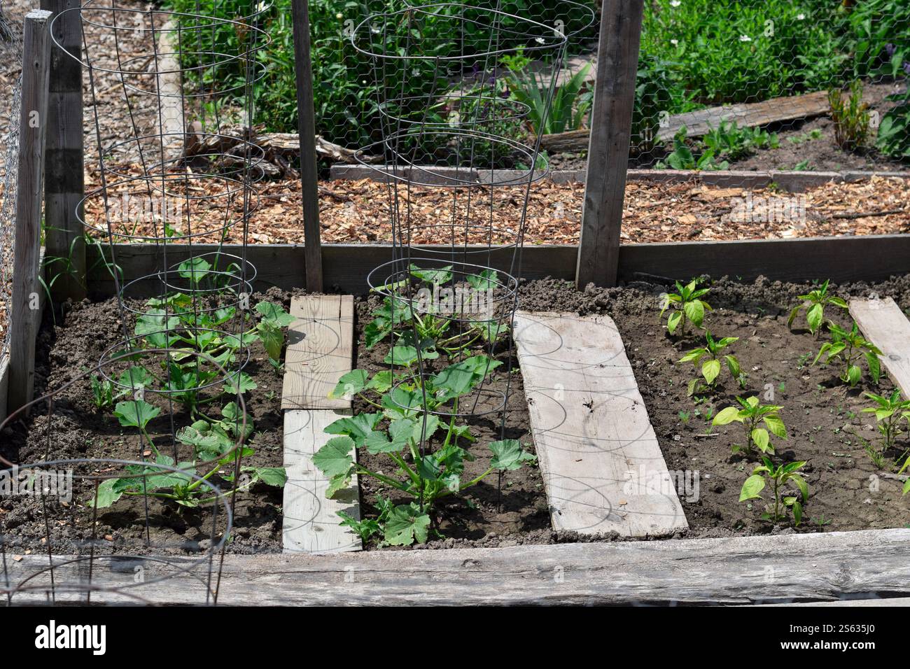 Orto in un giardino comunitario Foto Stock