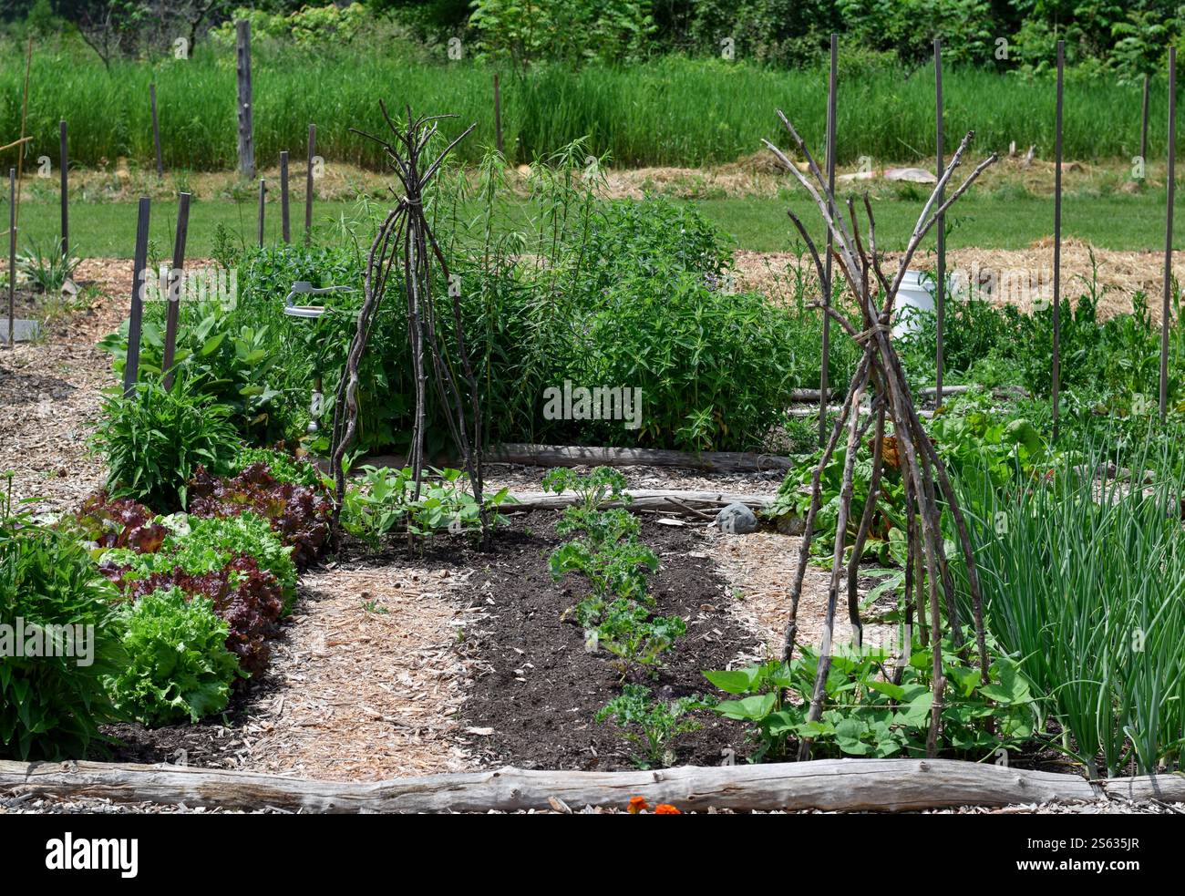 Orto in un giardino comunitario Foto Stock