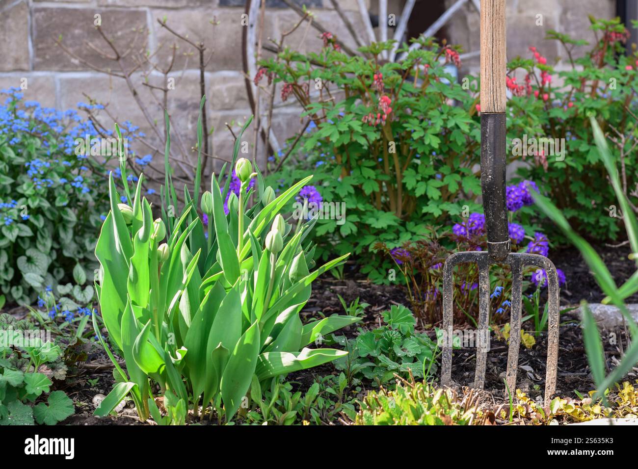 Forchetta da giardino nel terreno di un giardino primaverile con fiori Foto Stock