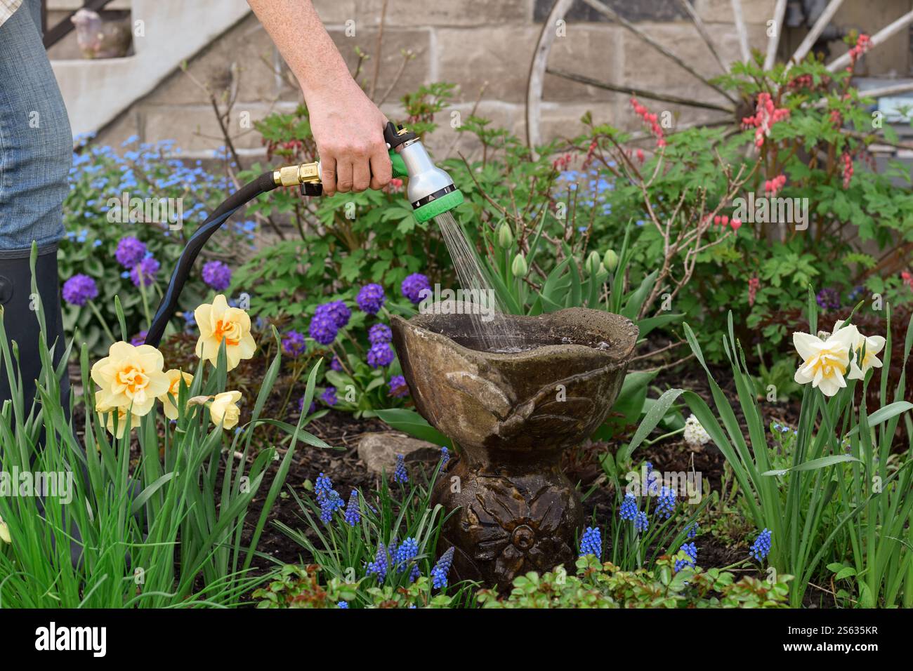 Donna che riempie il bagno per uccelli con acqua con un tubo da giardino Foto Stock